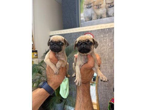 Irk ve sağlık garantili pug yavrularımız (mersin)