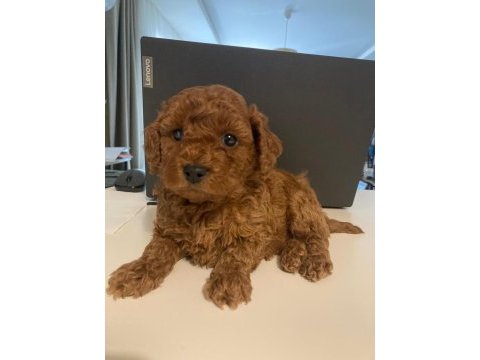 Toy poodle 28/09/2024 doğumlu