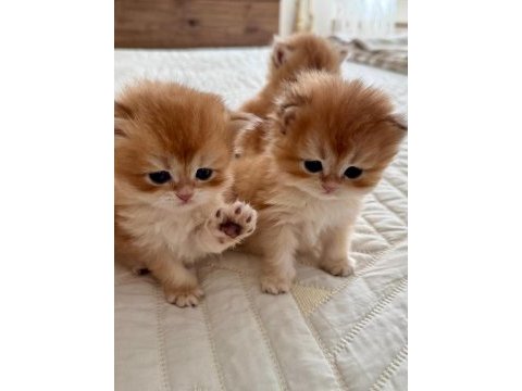 Golden british longhair