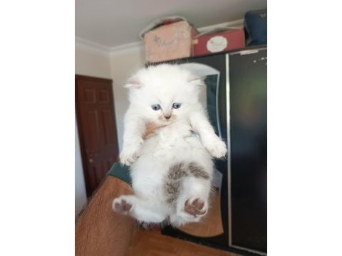 British longhair kedisi