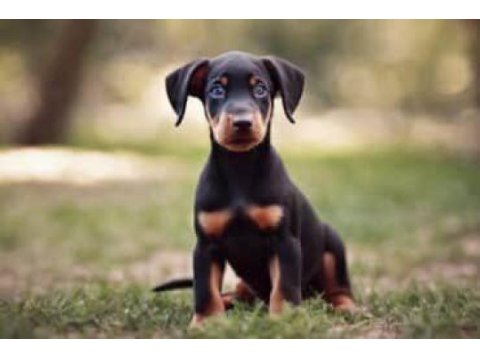 Afacan doberman bebekler kapıda ödeme mevcuttur