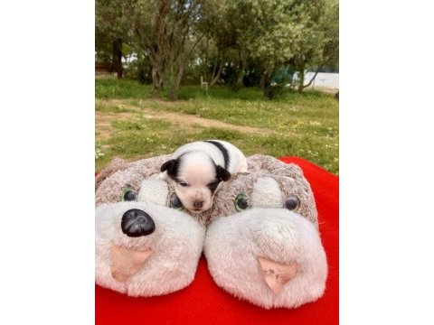 Morkie morki köpeğimiz