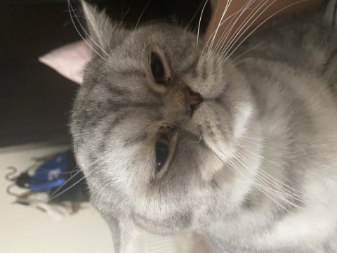 British shorthair kedim