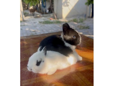 Cüce tavşan (netherland dwarf)