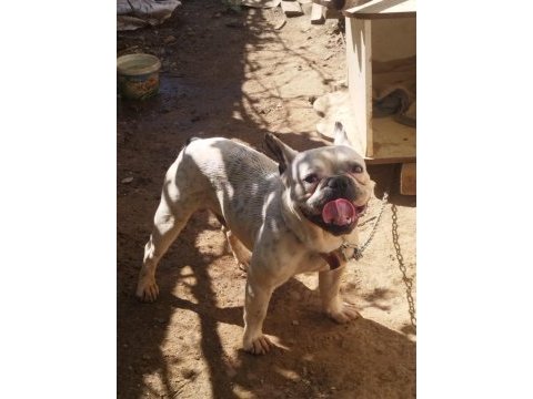 Fransız bulldog uygun