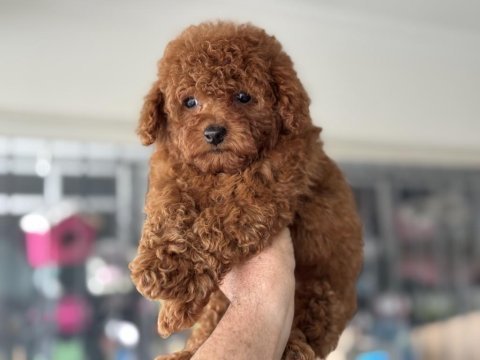 Petmode köpek çiftliğinde ziyarete açık tea cup poodle
