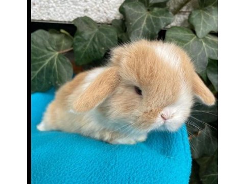 Hollanda lop tavşanı