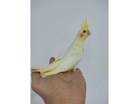 Yeni yeme düşmüş ele alışık ısırma bilmez bebek kuşlar