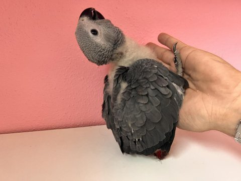 Harika bebek jako papağanı