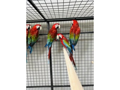 Kırmızı macaw ara papağanları