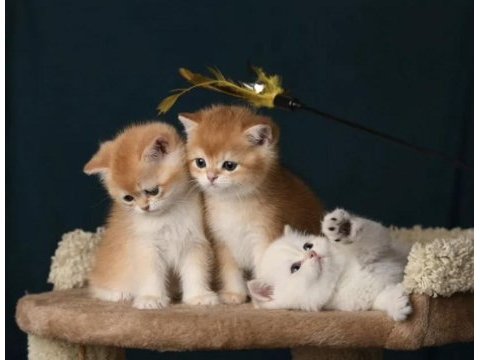 British shorthair ve longhair golden yavrular