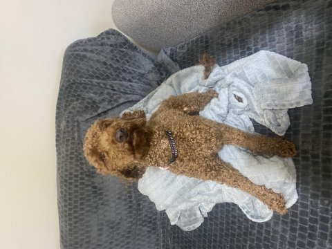 Acil oyuncu poodle oğlum