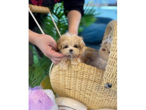 Ruhsatlı çiftliğimizden anne altı maltipoo