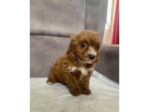 Teacup maltıpoo oğlumuz