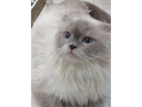 2.5 yaşında british longhair kızımıza yuva arıyoruz