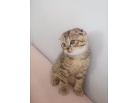 2 aylık yavru scottish fold