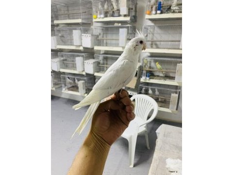 Yavru albino kırmızı göz sultan papağanı