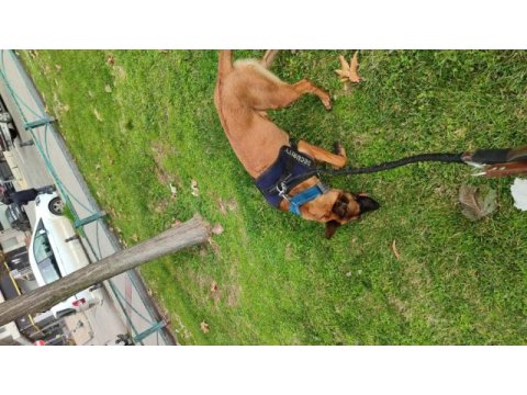 Belçika malinois köpeği