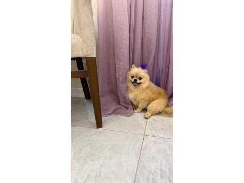Pomeranian show class 