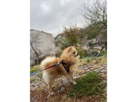 7 aylık pomeranian boo