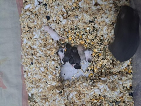 Yavru suriye hamster