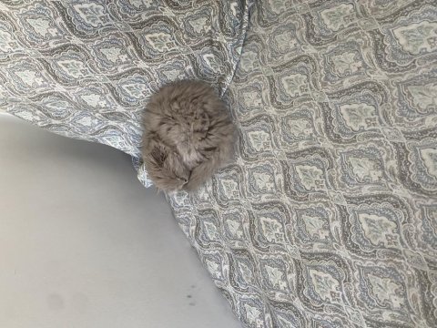 British longhair kedimiz
