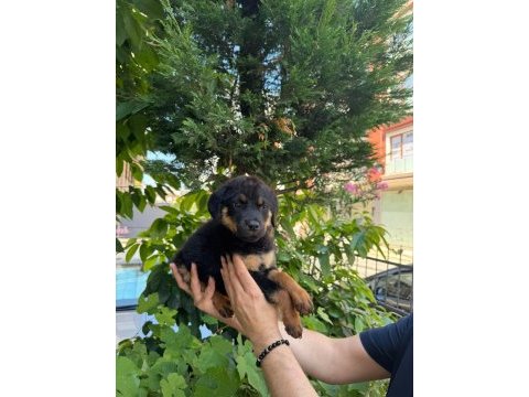 Mağazamızdan macar rottweiler yavruları sizlerle