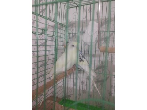 40 günlük erkek dişi muhabbet kuşlar