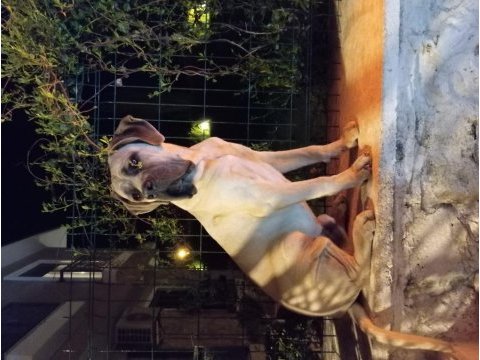 Dev formentino cane corso