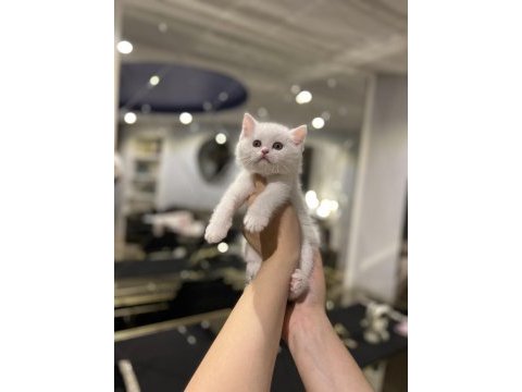 Teslime hazır brıtısh shorthair yavrularım 