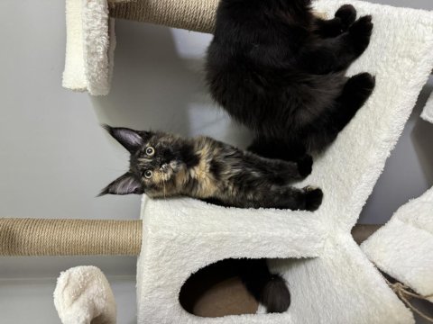 Ayşe arık line maine coon