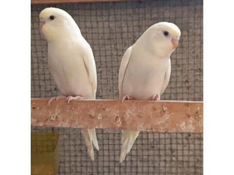 Yavru muhabbet kuşları