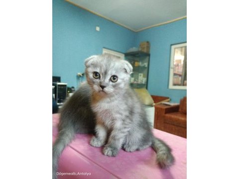 Muhteşem güzellikte scottish fold bebeklerimiz