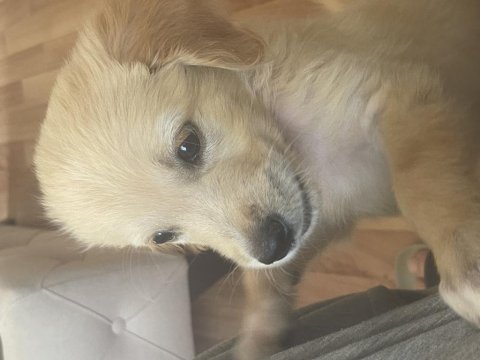 Golden retriever 3 aylık erkek iç dış parazit karma oldu