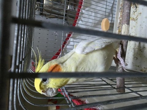 13-15 kelime bilen ıslıkla ritim tutan sultan papağanı