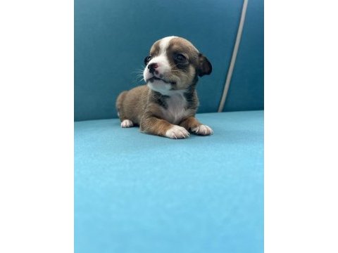 Pinscher şivava yavrular