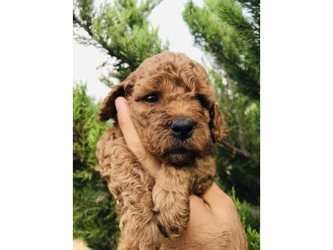 Red brown toy poodle