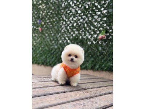 Sağlık ve ırk garantili pomeranian