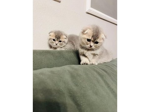 Scottish fold kediler tuvalet eğitimleri var