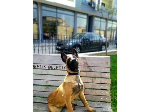 Güzel malinois kızımız deyzi
