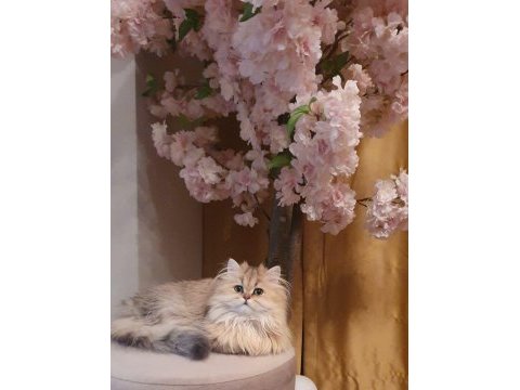 Blh ny11 güzellik yarışmasına hazır british longhair kızımız