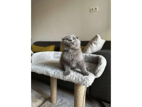 Sıfır kulak scottish fold cinsi yavrumuza aile arıyoruz