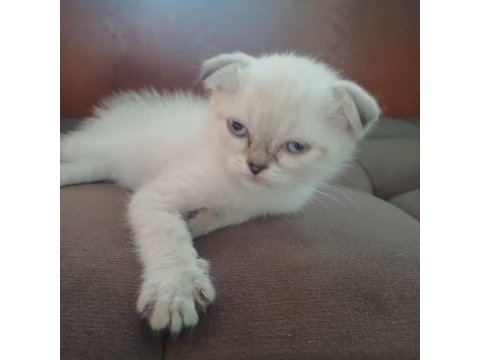 55 günlük british shorthair yavrular