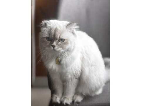British longhair sakız kızımız ilk gelen alır