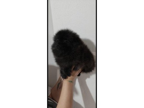Pomeranian black erkek