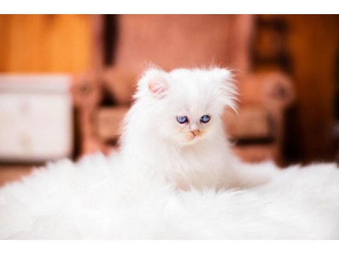 British longhair şecereli