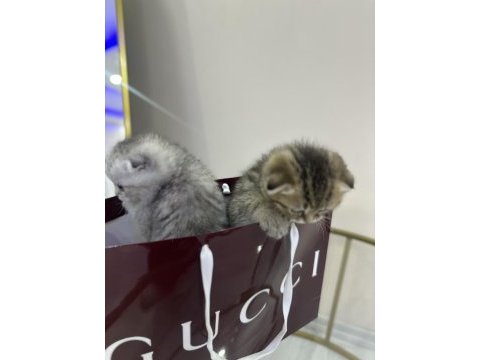 Uygun puanlı pamuk şeker scottish fold