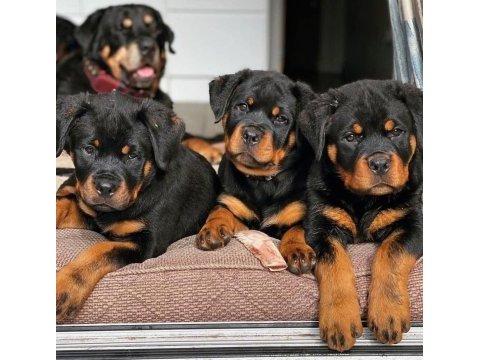 Koca kafalı rottweiler bebekler