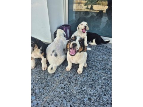 Ücretsiz sahiplendirme köpekler