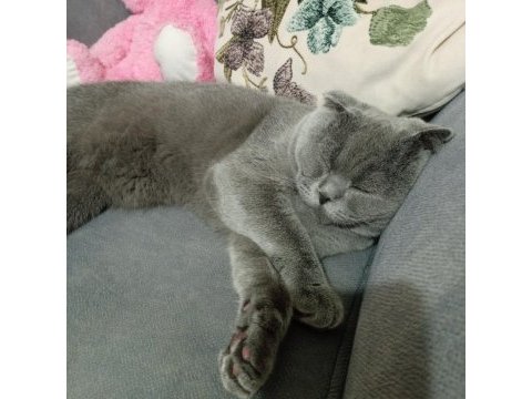 10 aylık erkek scottish fold